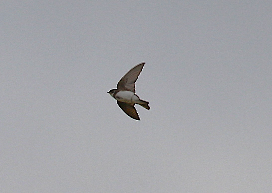 Bank Swallow - ML645431311