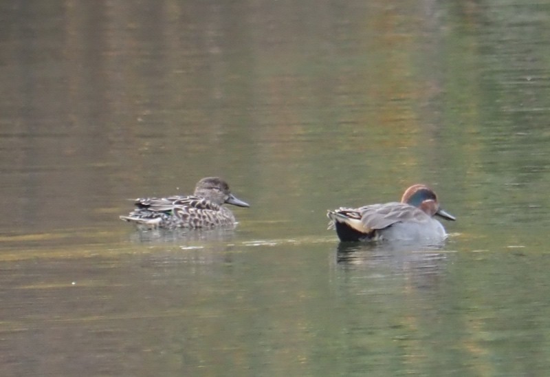 Green-winged Teal - ML645431314