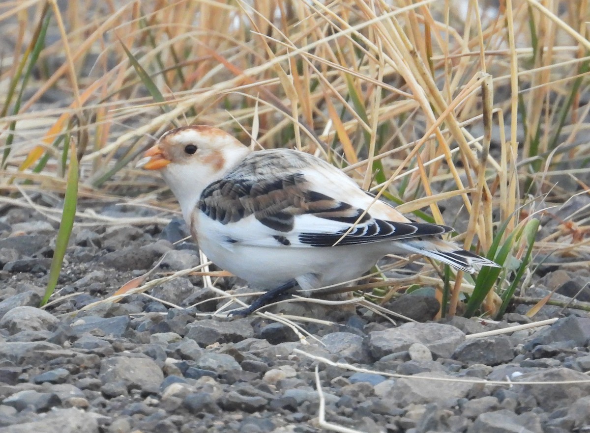 Цасч хөмрөг - ML645431318