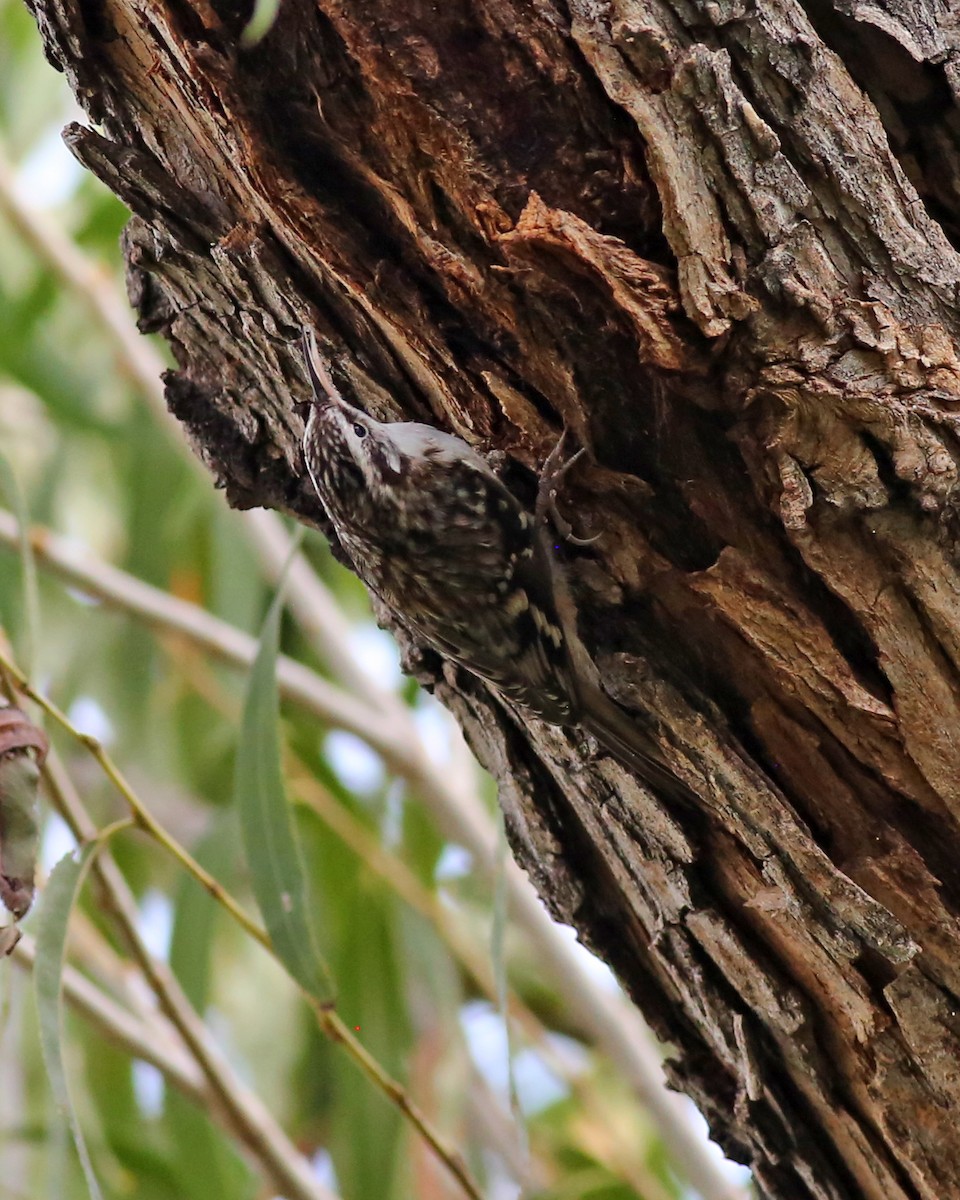 Brown Creeper - ML645431330