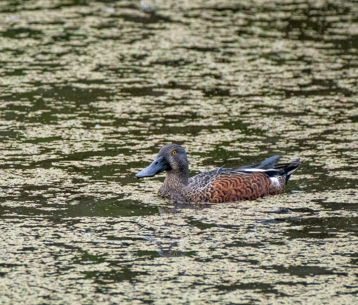 Canard bridé - ML645431334