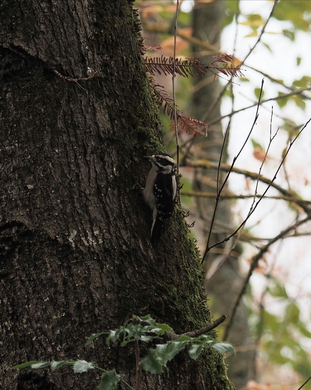 Downy Woodpecker - ML645431346