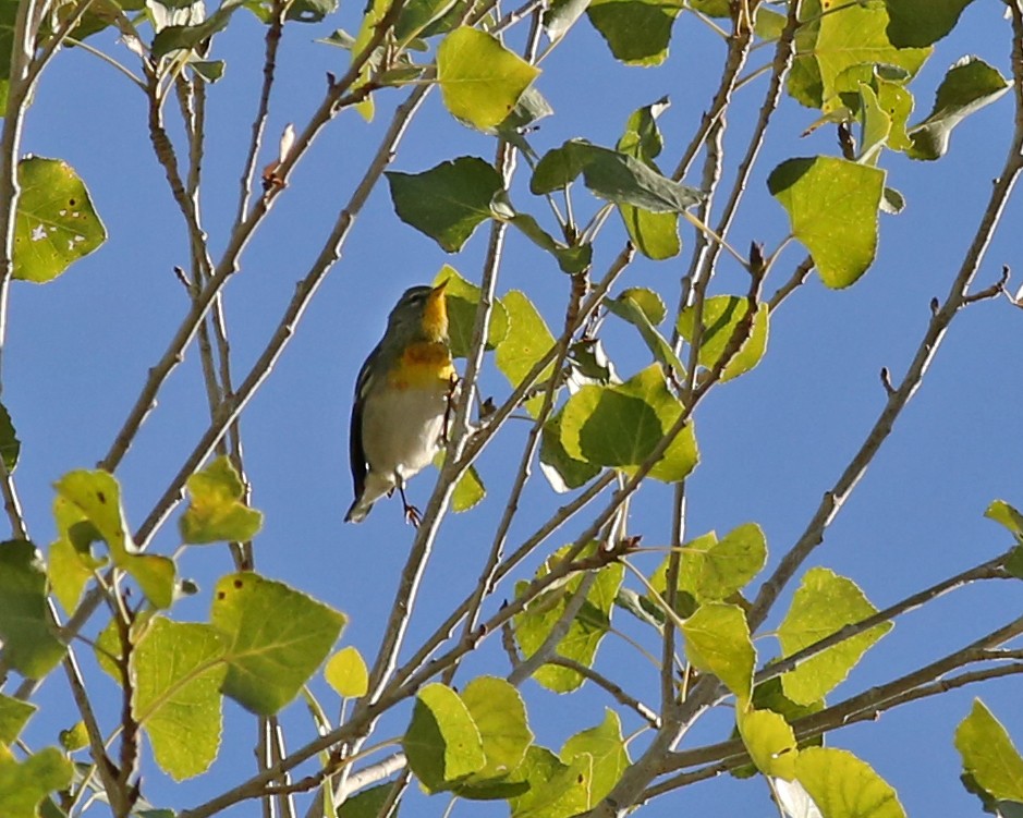 Очковая древесница - ML645431347