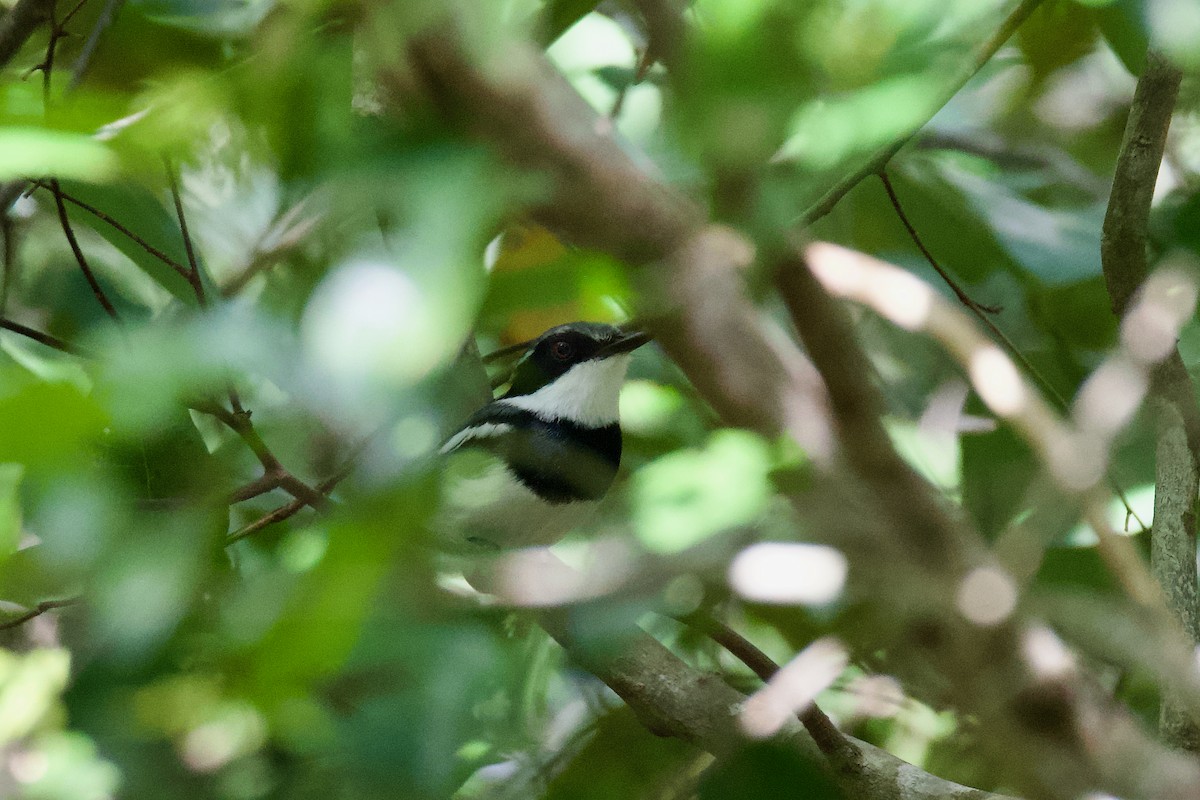 Short-tailed Batis - ML645431372