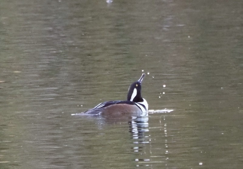 Hooded Merganser - ML645431374