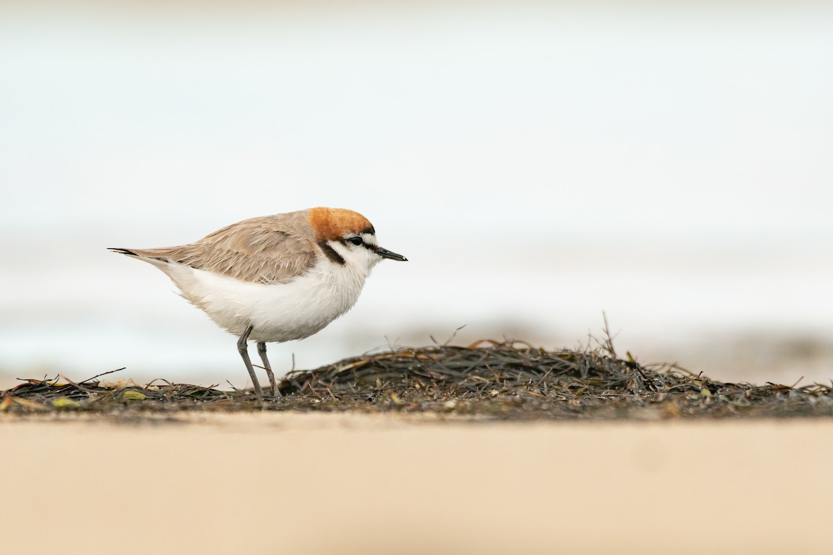 Red-capped Plover - ML645431395