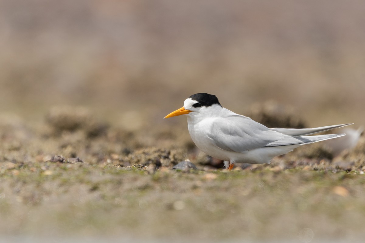 Australian Fairy Tern - ML645431396