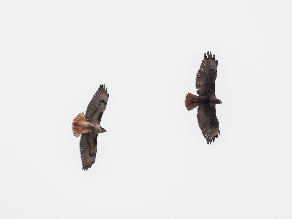 Poiana codarossa - ML645431401