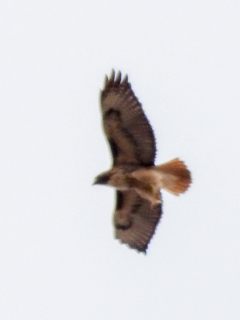 Poiana codarossa - ML645431413