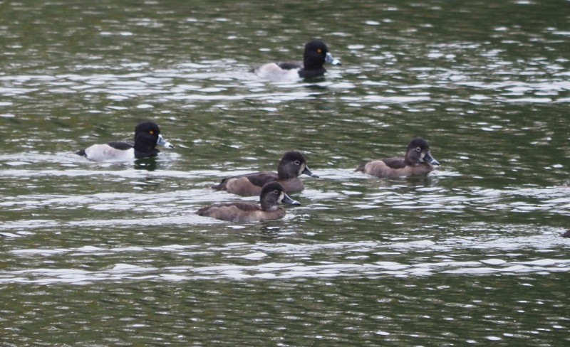 Ring-necked Duck - ML645431415