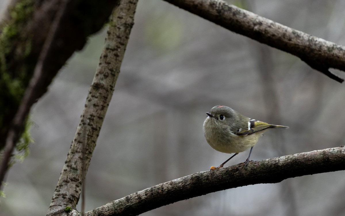 Ruby-crowned Kinglet - ML645431416