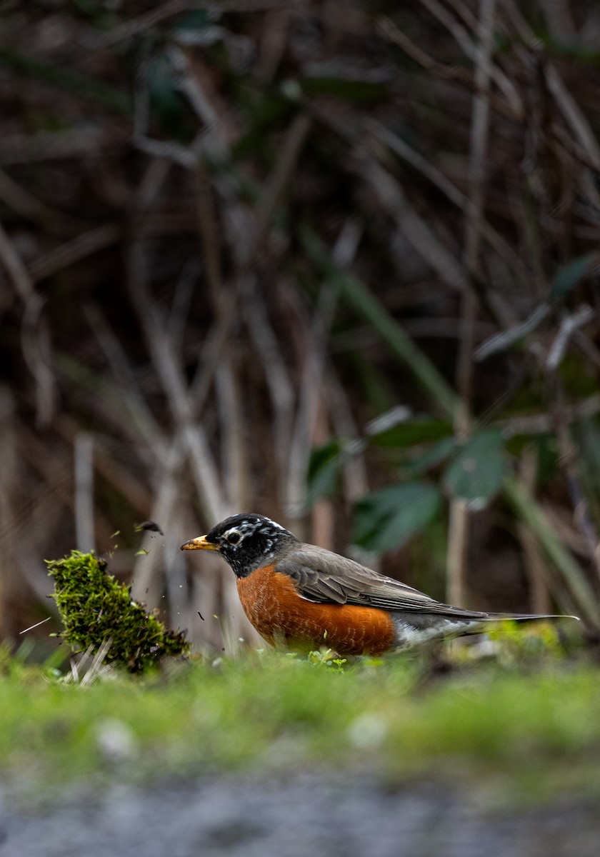 American Robin - ML645431419