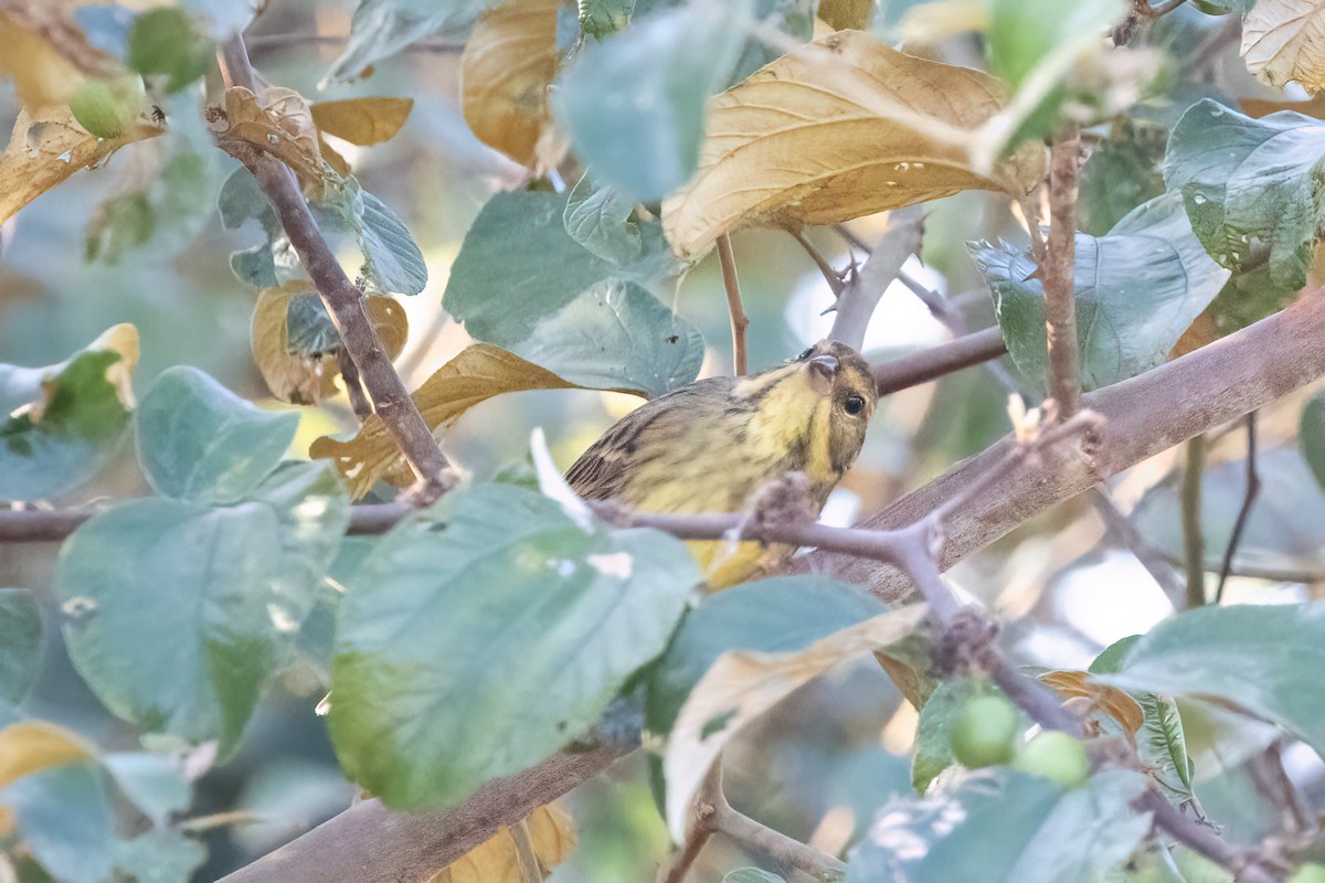 Black-faced Bunting - Kalpesh Krishna