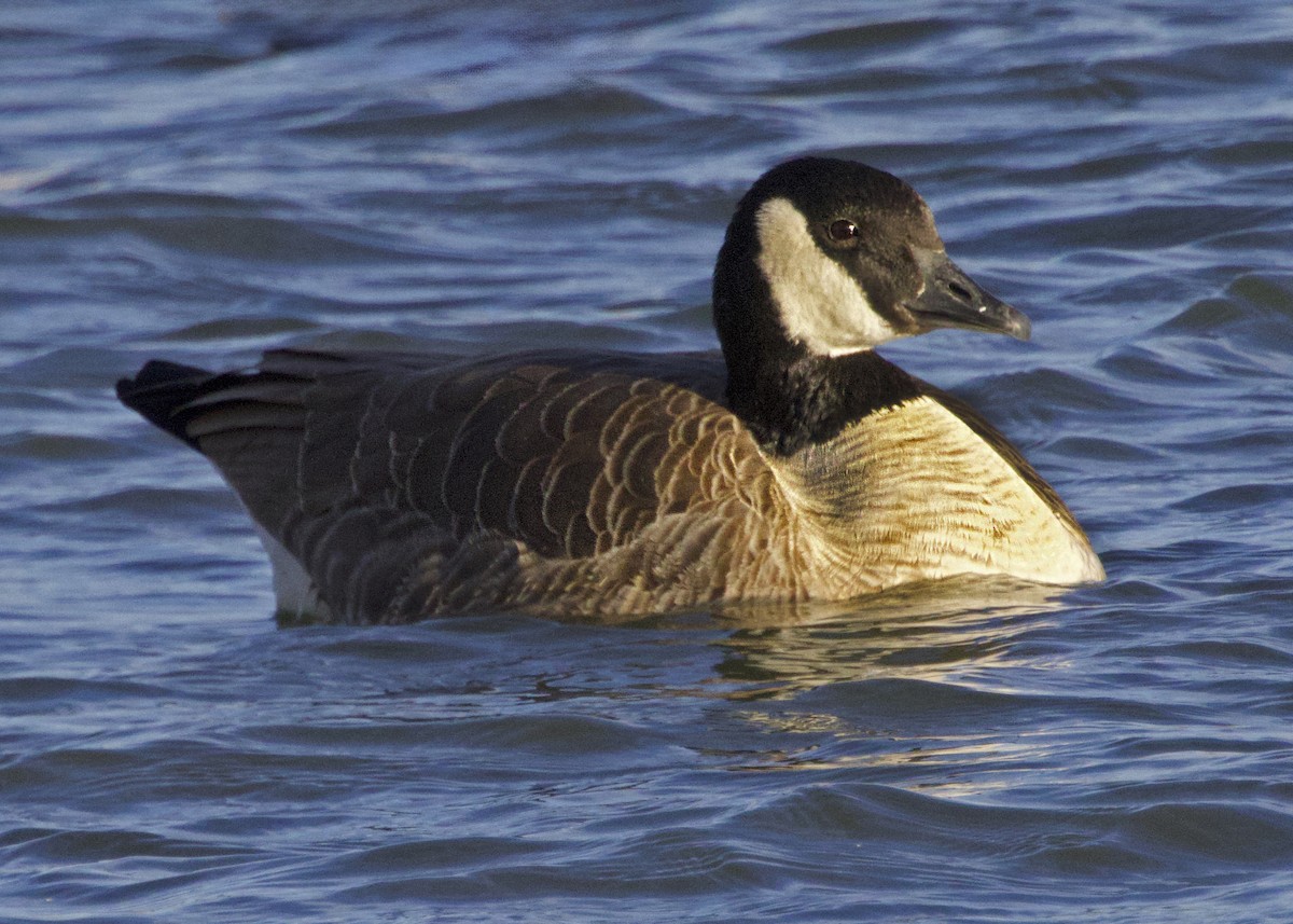 小加拿大雁 - ML645431423