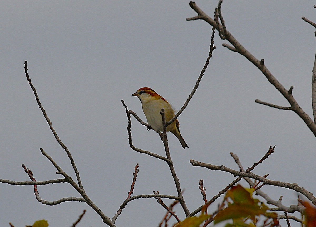 山麻雀 - ML645431427