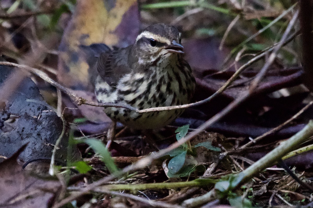 Northern Waterthrush - ML645431428