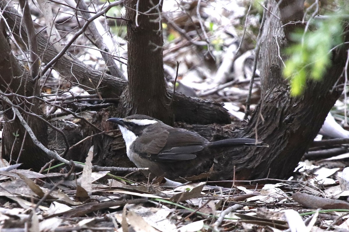 White-browed Babbler - ML645431429