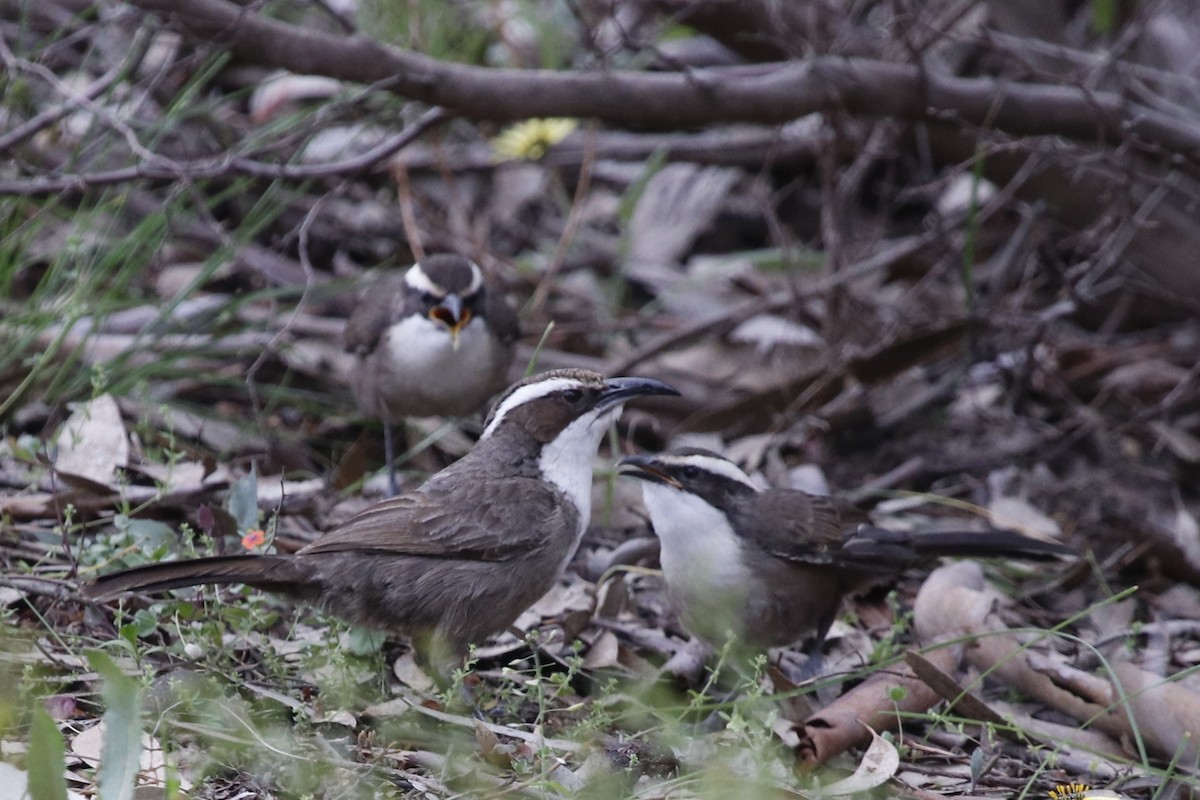White-browed Babbler - ML645431430