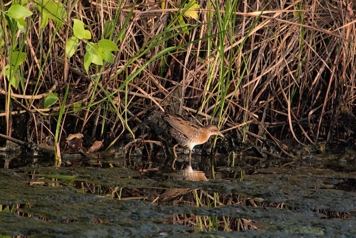 Marouette de Baillon - ML645431437
