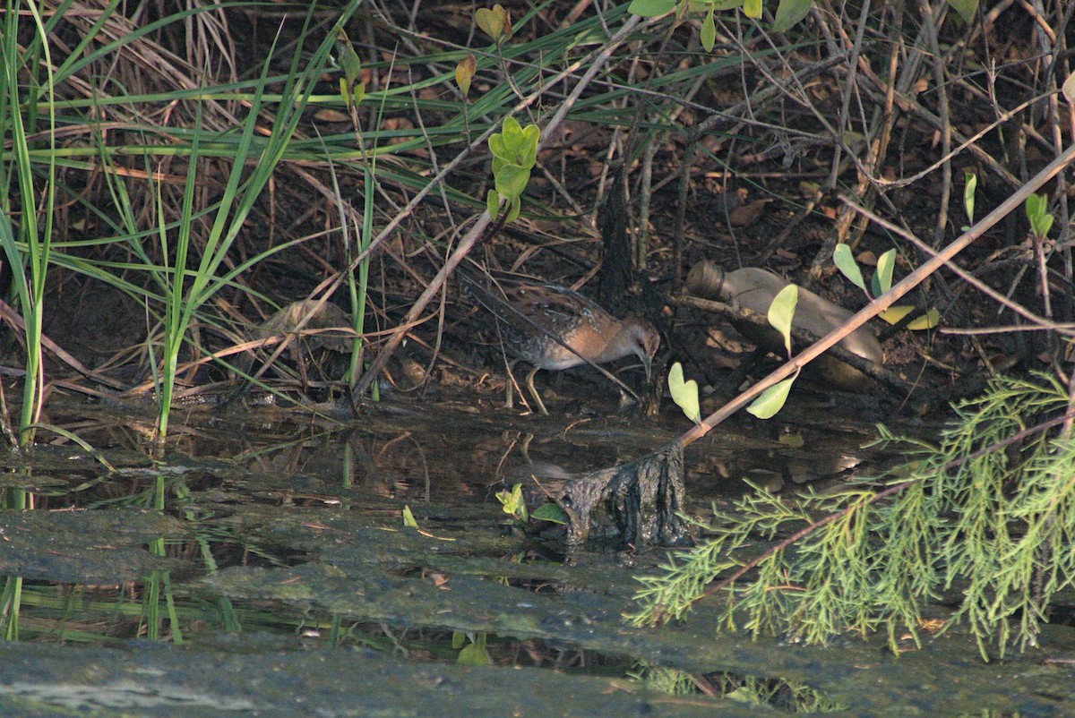 Marouette de Baillon - ML645431438