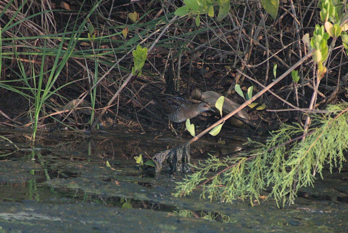 Marouette de Baillon - ML645431439