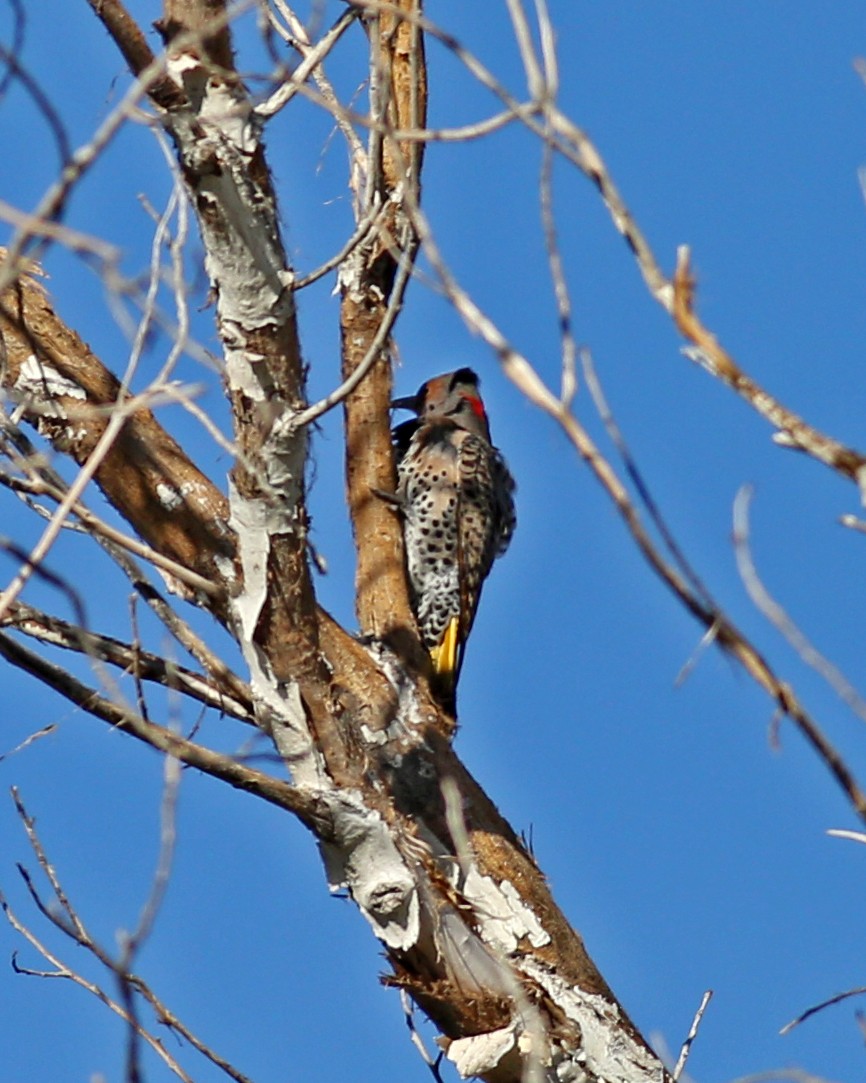 Northern Flicker (Yellow-shafted) - ML645431441
