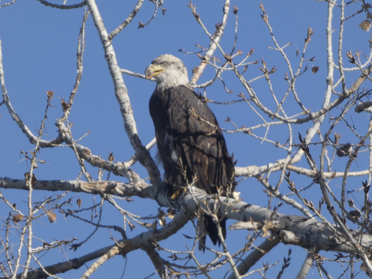 Bald Eagle - ML645431442