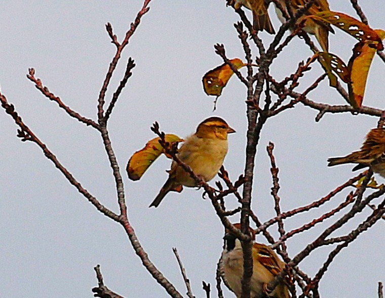 山麻雀 - ML645431443