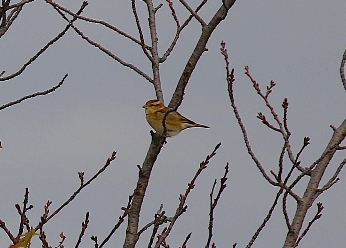 山麻雀 - ML645431444