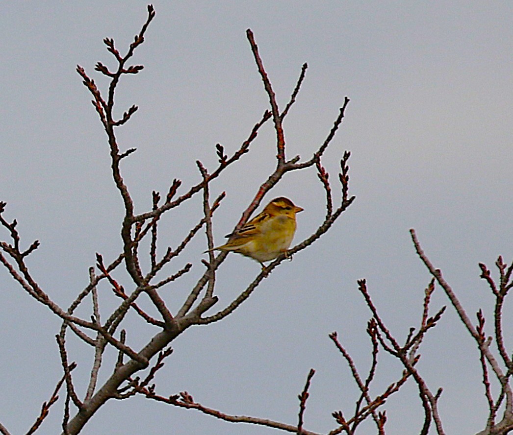 山麻雀 - ML645431445