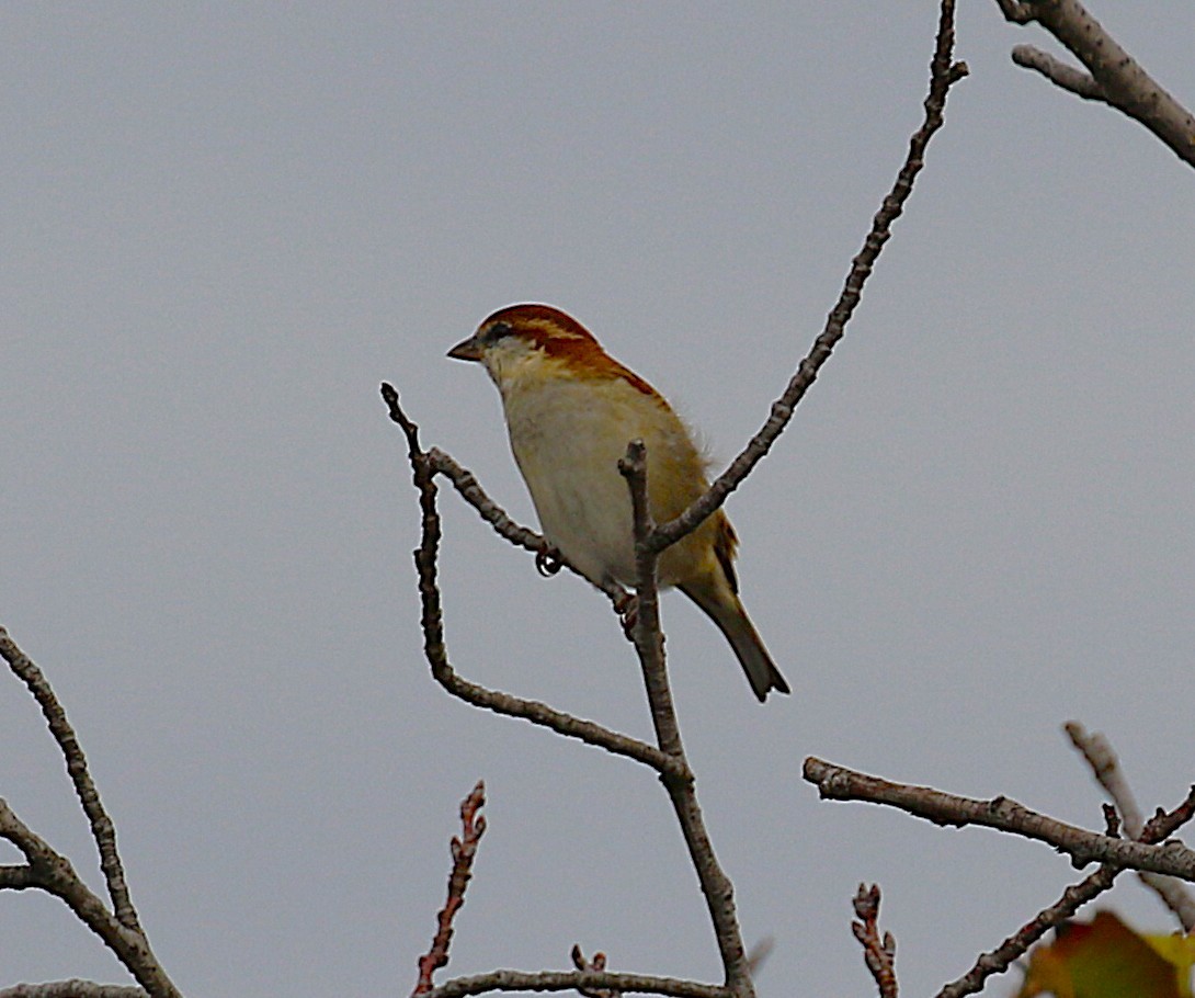 山麻雀 - ML645431446