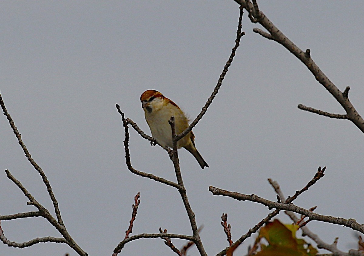 山麻雀 - ML645431447