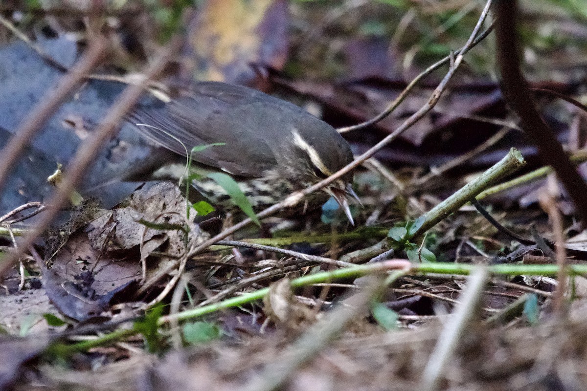 Northern Waterthrush - ML645431450