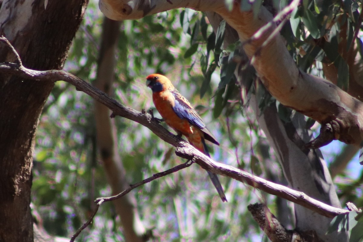 Crimson Rosella - ML645431453