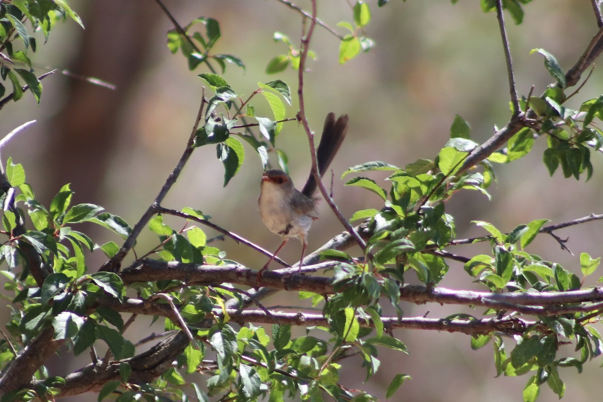 Superb Fairywren - ML645431455