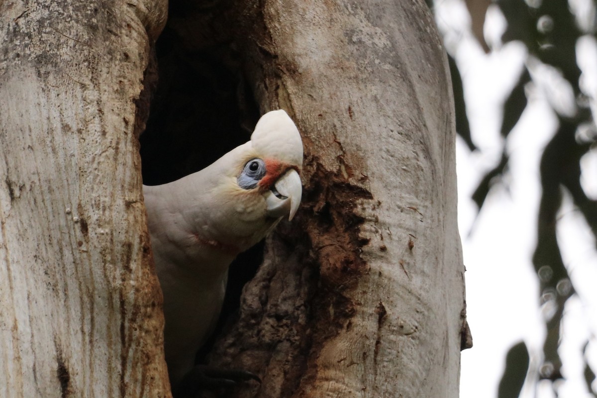 kakadu ostrozobý - ML645431476