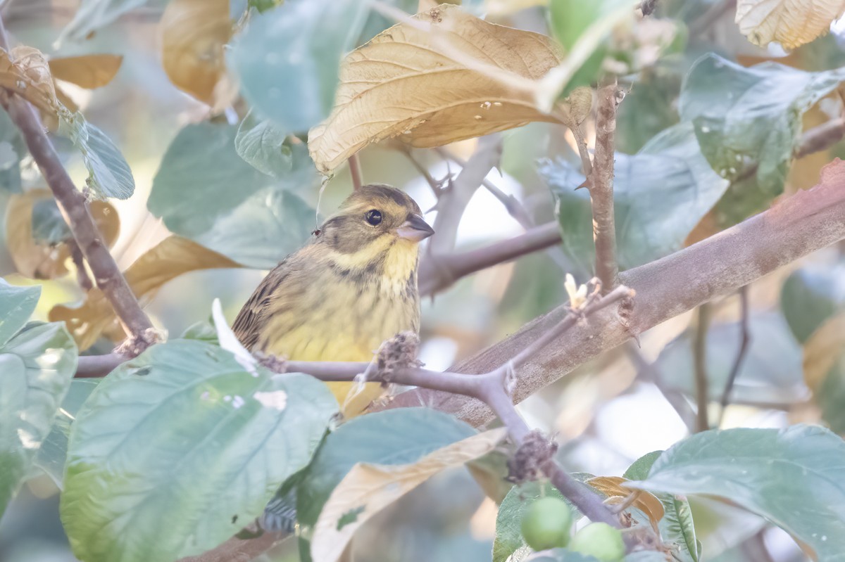 Black-faced Bunting - Kalpesh Krishna