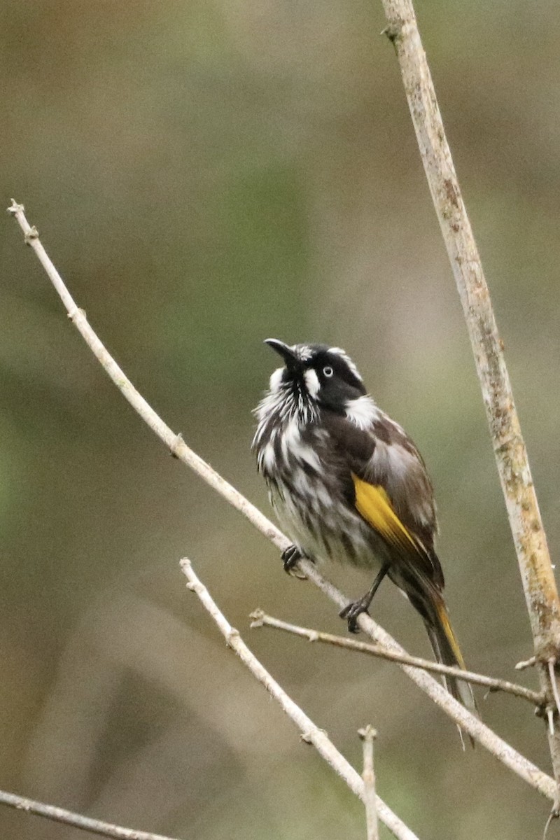 medosavka žlutokřídlá - ML645431482