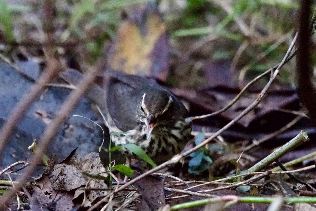 Northern Waterthrush - ML645431483