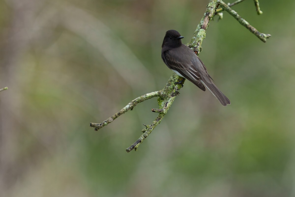 Black Phoebe - ML645431486