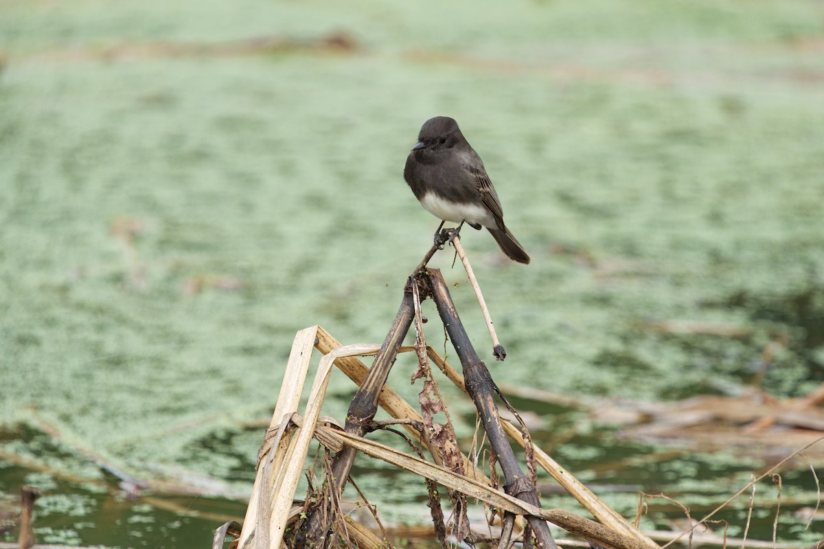 Black Phoebe - ML645431487