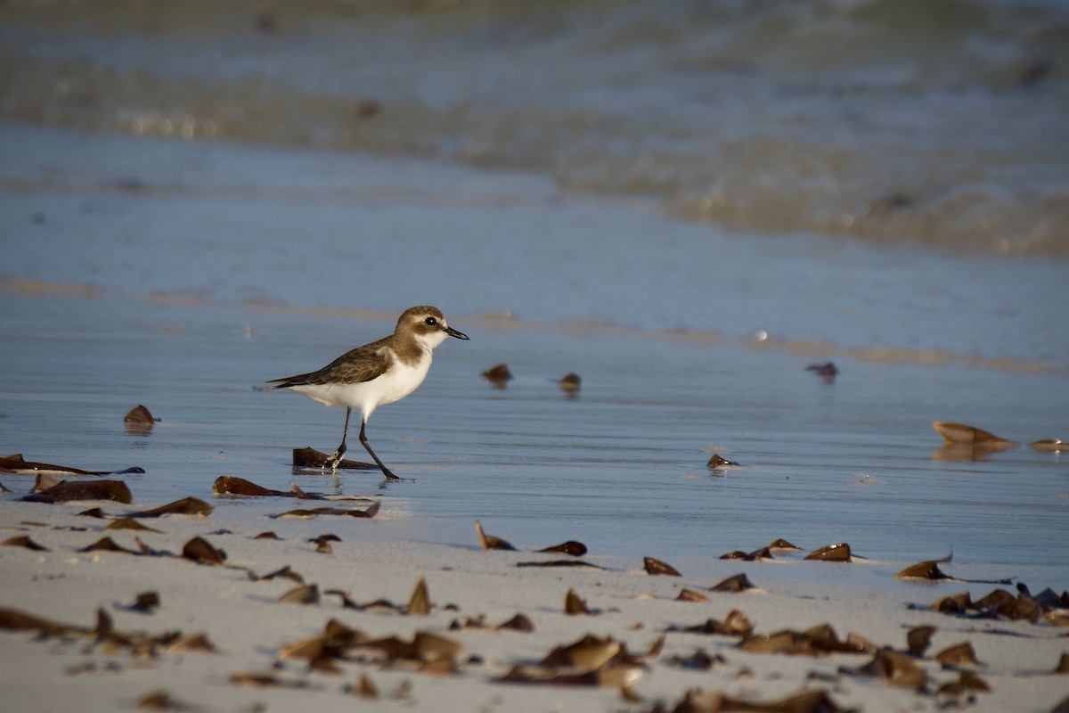 Tibet Cılıbıtı - ML645431488
