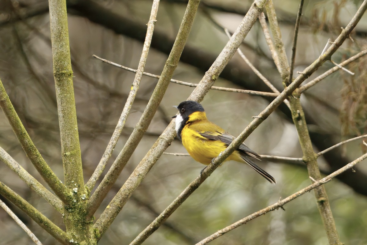 Golden Whistler - ML645431489