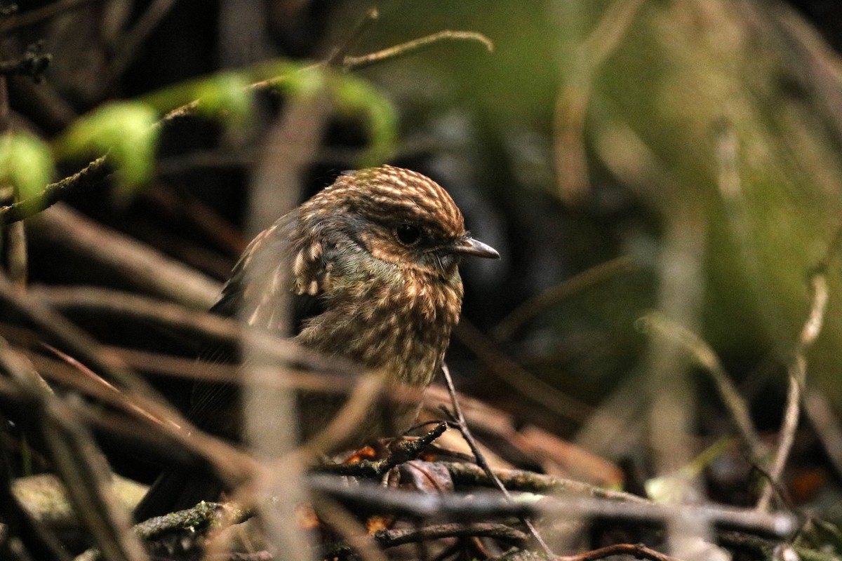 Doğulu Sarı Bülbül - ML645431494