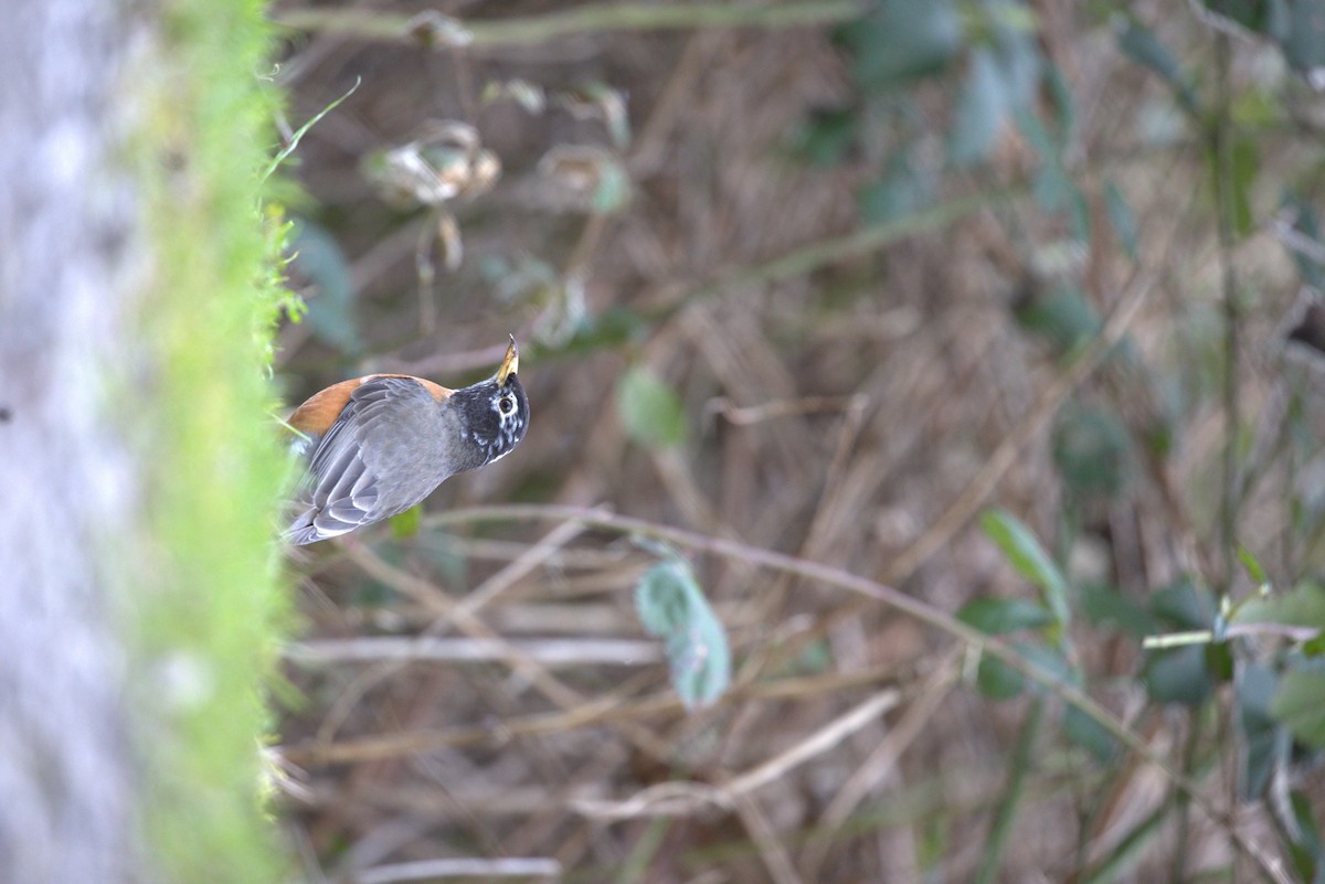 American Robin - ML645431497