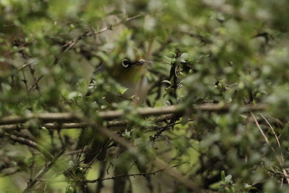 Silvereye - ML645431506