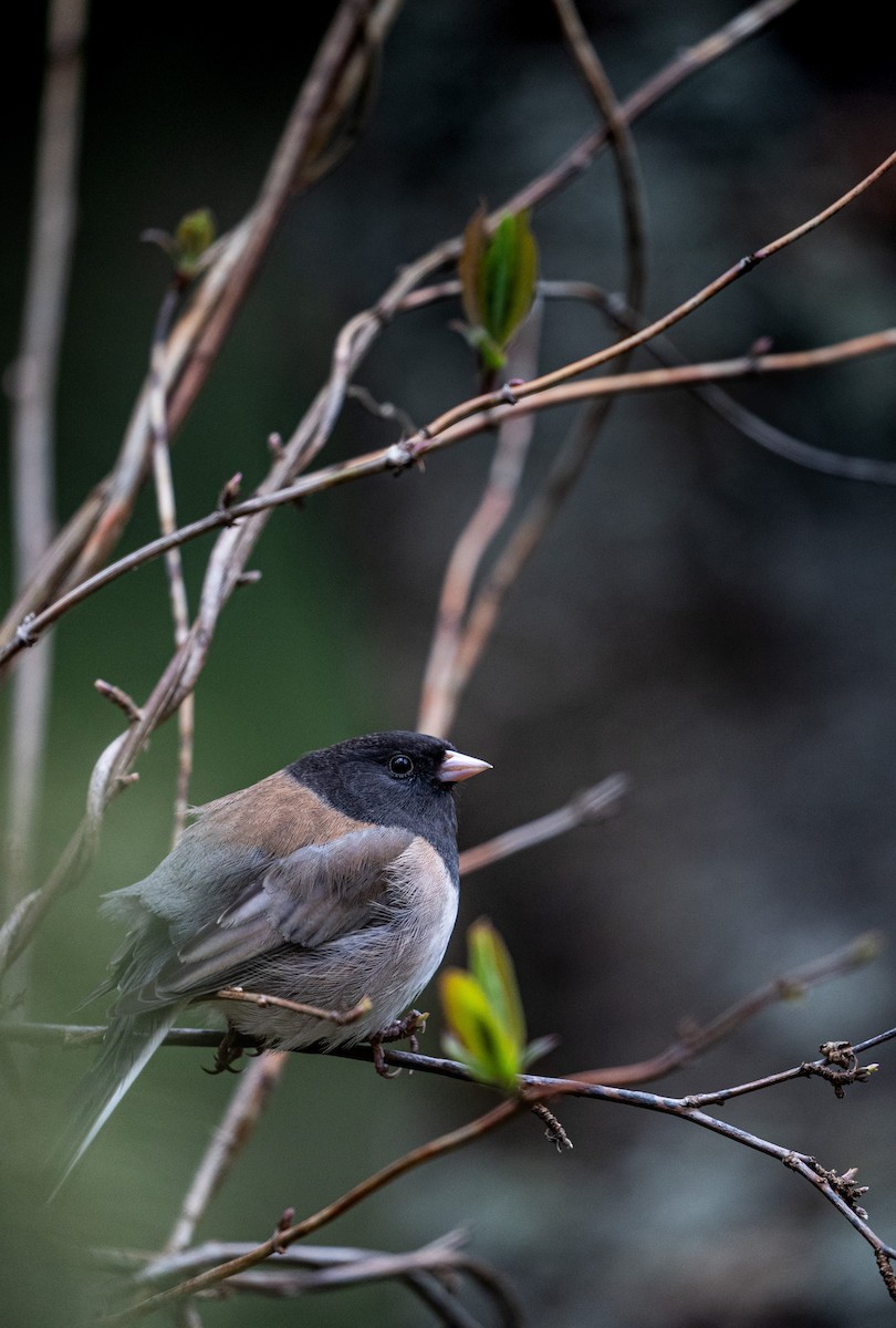 Dark-eyed Junco - ML645431527