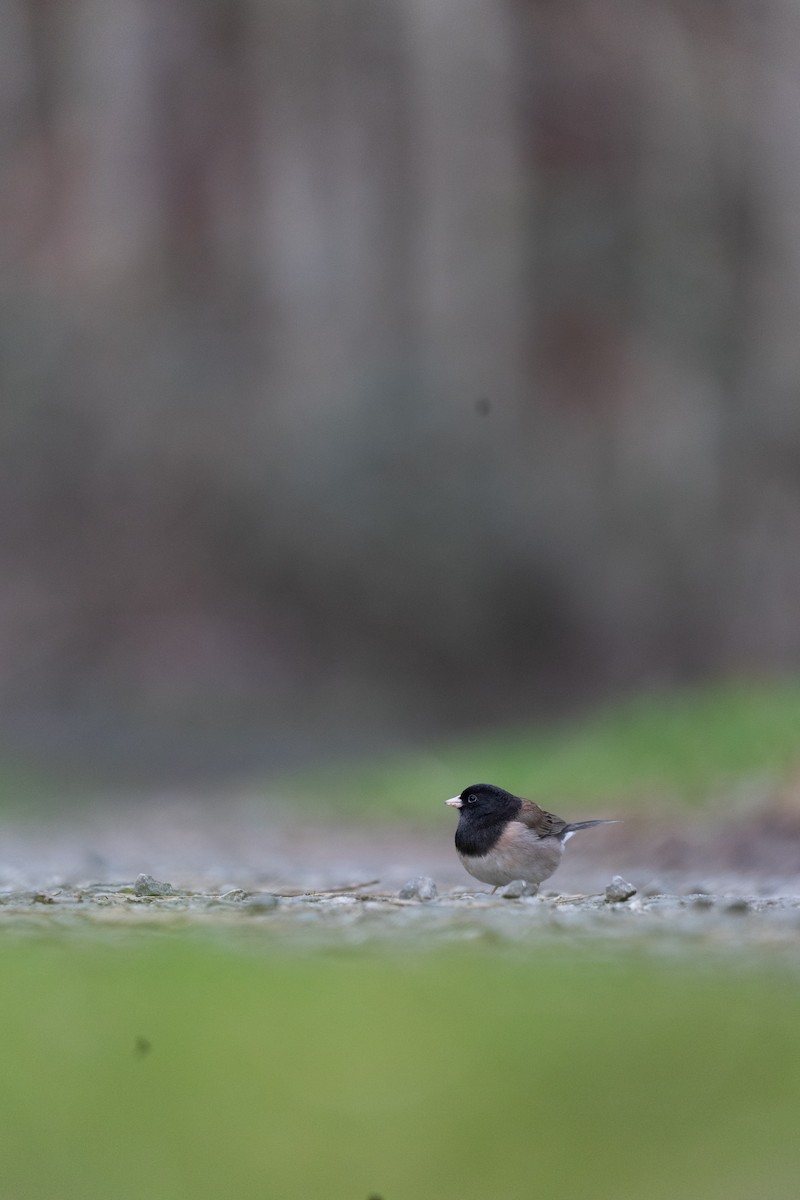 Dark-eyed Junco - ML645431529