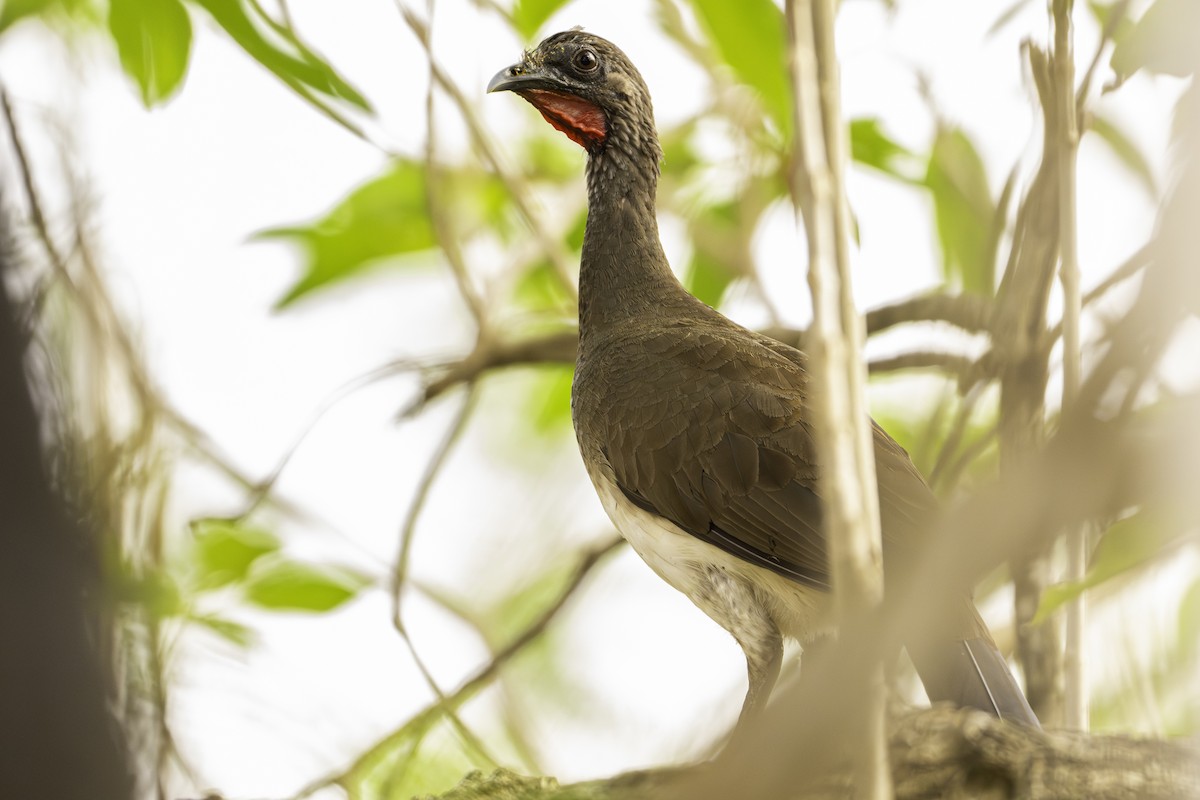 Ortalide à ventre blanc - ML645431544