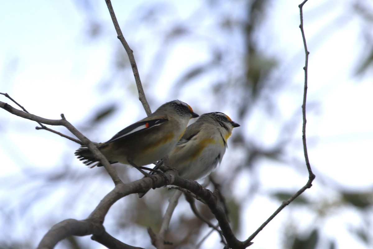 Striated Pardalote - ML645431545